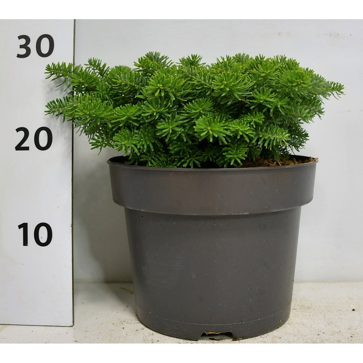 Koreagran – Abies koreana 'Brillant' - C5 25-30 cm.